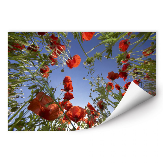 Wallprint Mohnfeld
