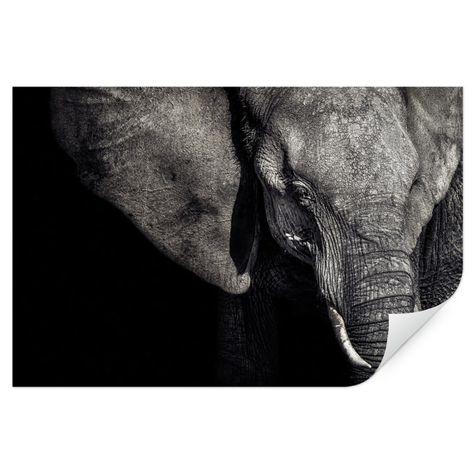 Wallprint Flour - Matriarchin