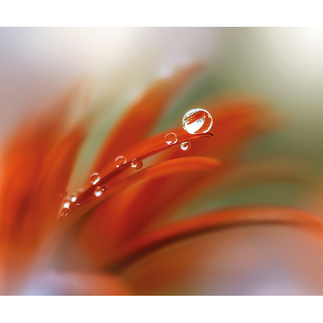 Fototapete Tautropfen