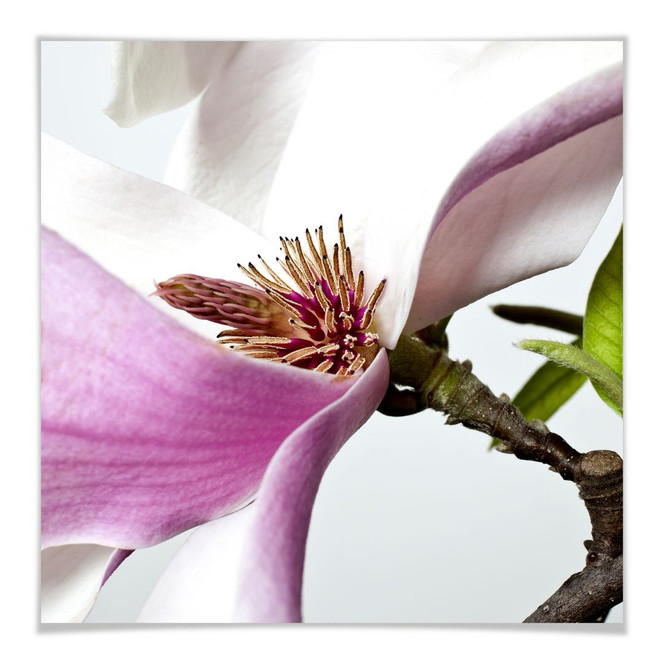 Poster Magnolie