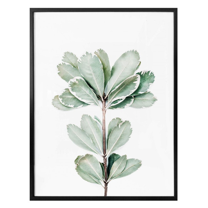 Poster Sisi & Seb - Botanik