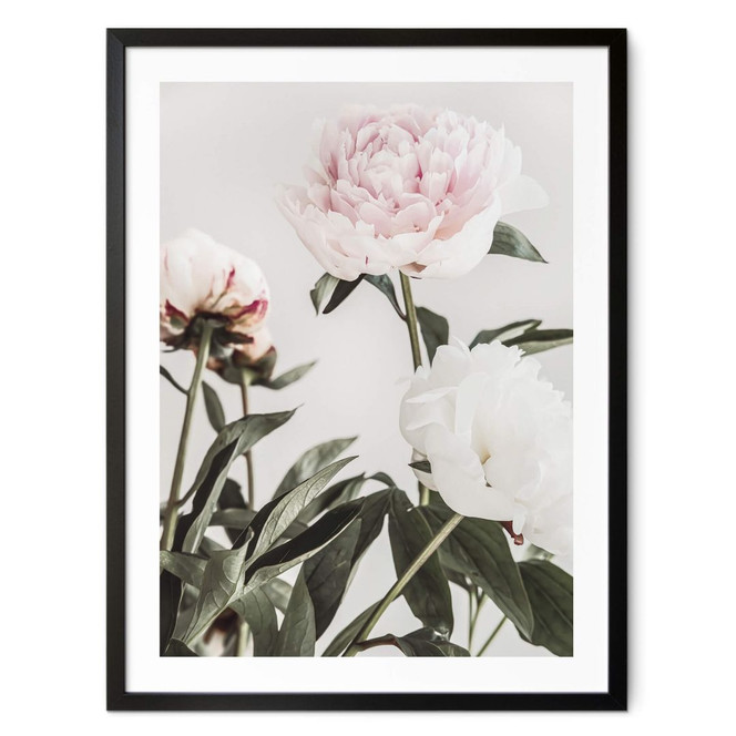 Poster 1X Studio - Drei blühende Pfingstrosen