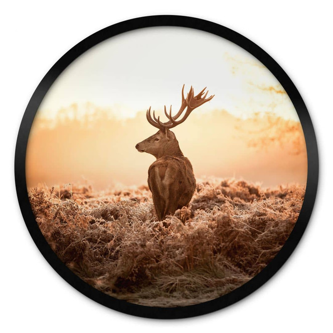 Poster Majestätischer Hirsch - Rund