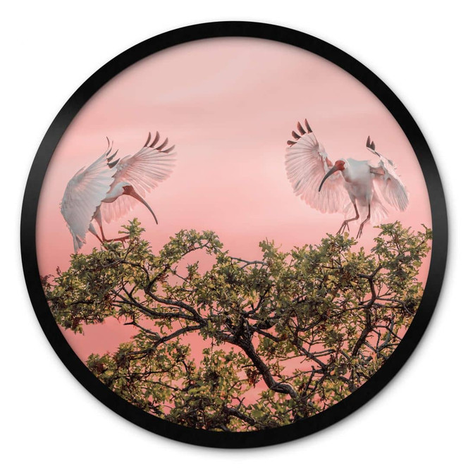 Poster Zhao - Vogelpärchen im Sonnenuntergang - Rund