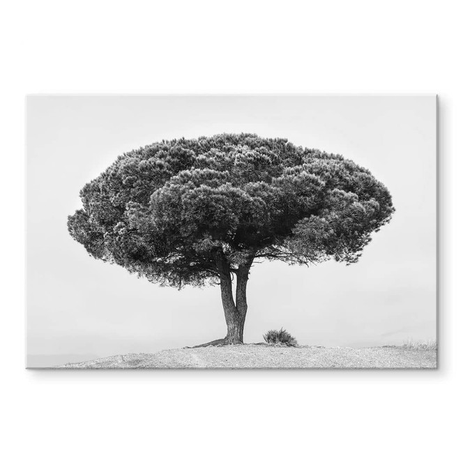 Acrylglasbild Martin - Baum in Schwarz-Weiss