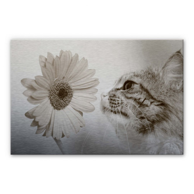 Alu-Dibond Bild Katzenneugier