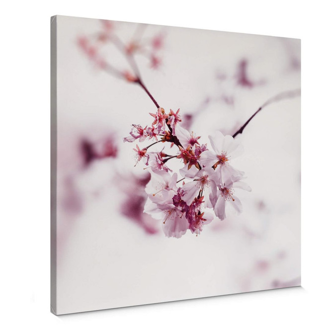 Leinwandbild Kirschblüte - Quadratisch