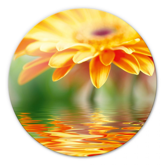 Glasbild Gerbera Spiegelung - rund