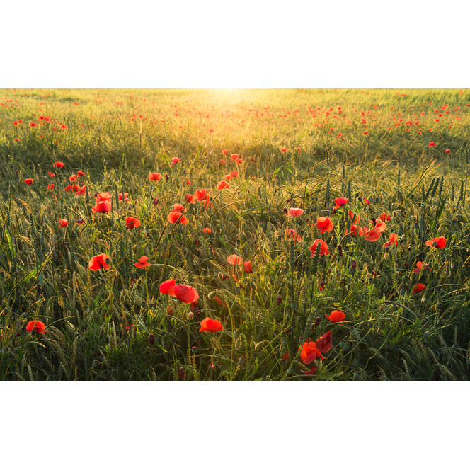 Fototapete Poppy World I