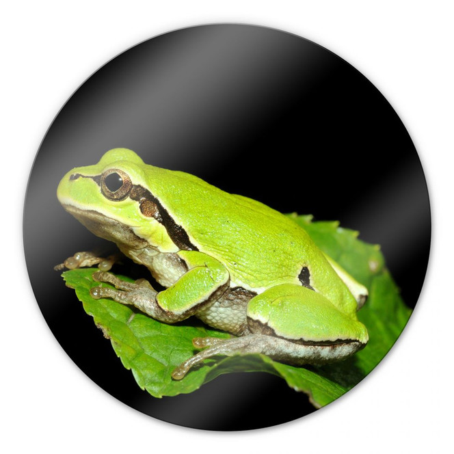 Glasbild Grüner Frosch - rund