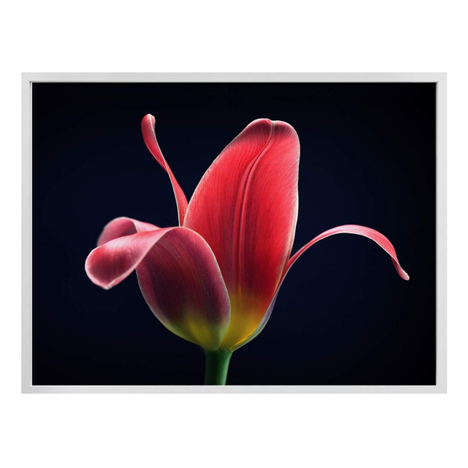 Poster Grønkjær - First Tulip