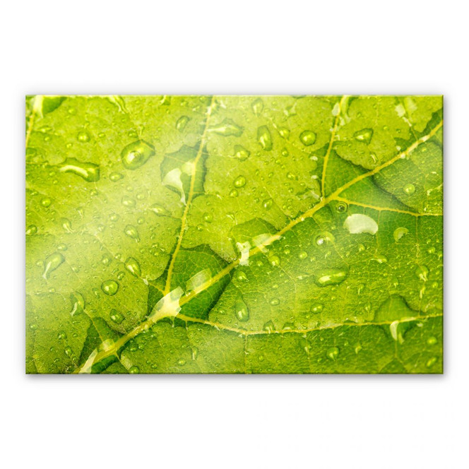 Acrylglasbild Wasserperlen
