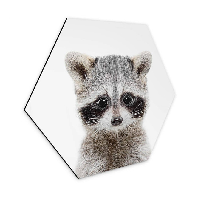 Hexagon - Alu-Dibond Sisi & Seb - Baby Waschbär