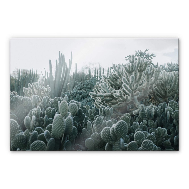 Acrylglasbild Kakteen
