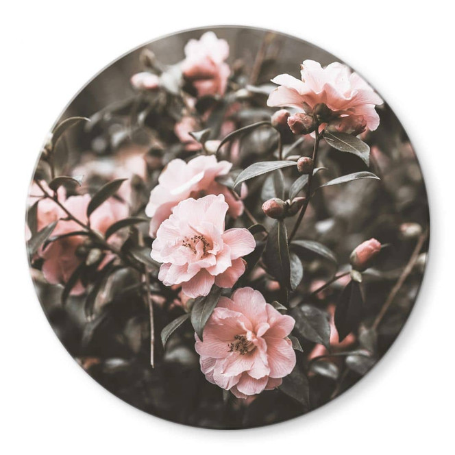 Glasbild Annie - Rosenstrauch - Rund