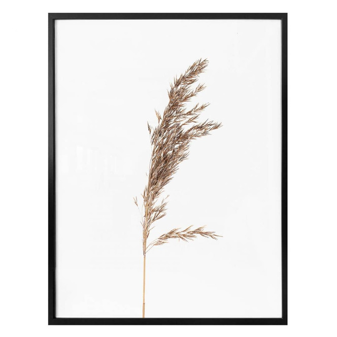 Poster Ziergras No. 3