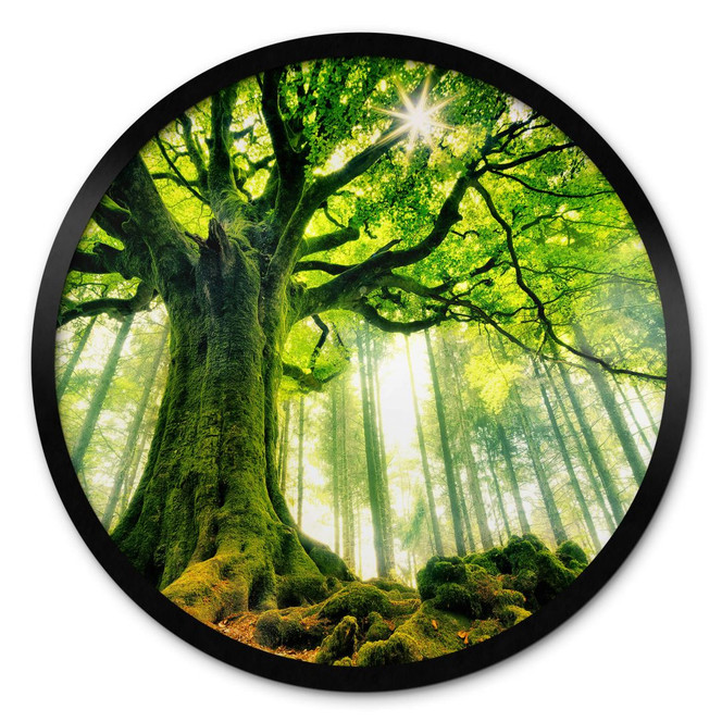 Poster Kiciak - Märchenwald - Rund