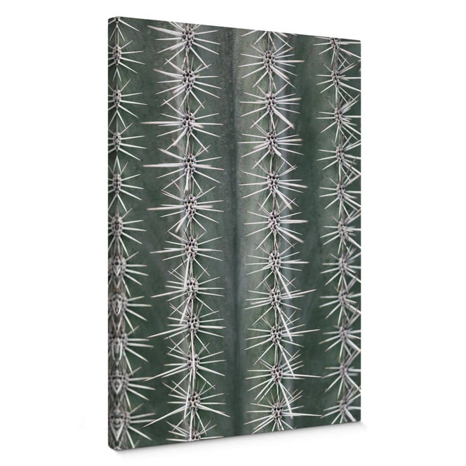 Leinwandbild 1X Studio - Kaktus