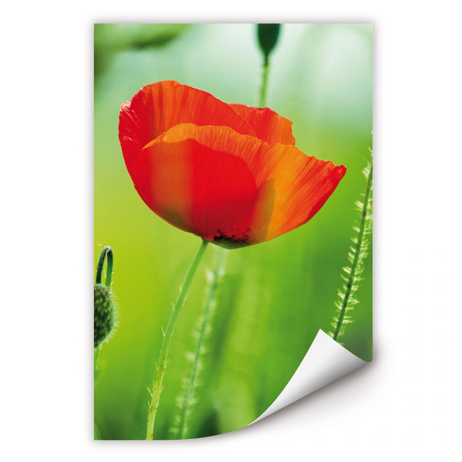 Wallprint Mohnblume