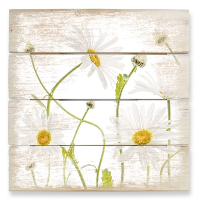 Holzbild Disher - Ox eye Daisies - 40 x 41.5 cm