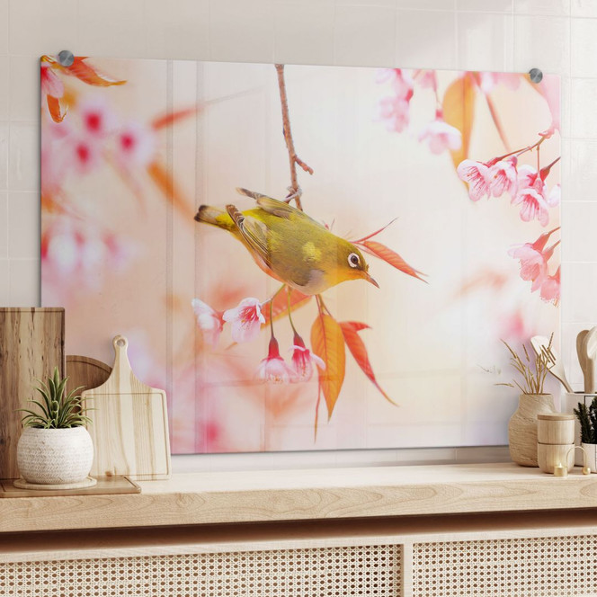 Spritzschutz Vogelgezwitscher in der Kirschblüte