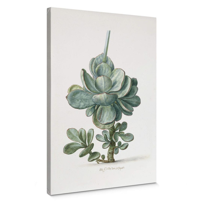 Leinwandbild Saftleven - Sukkulente