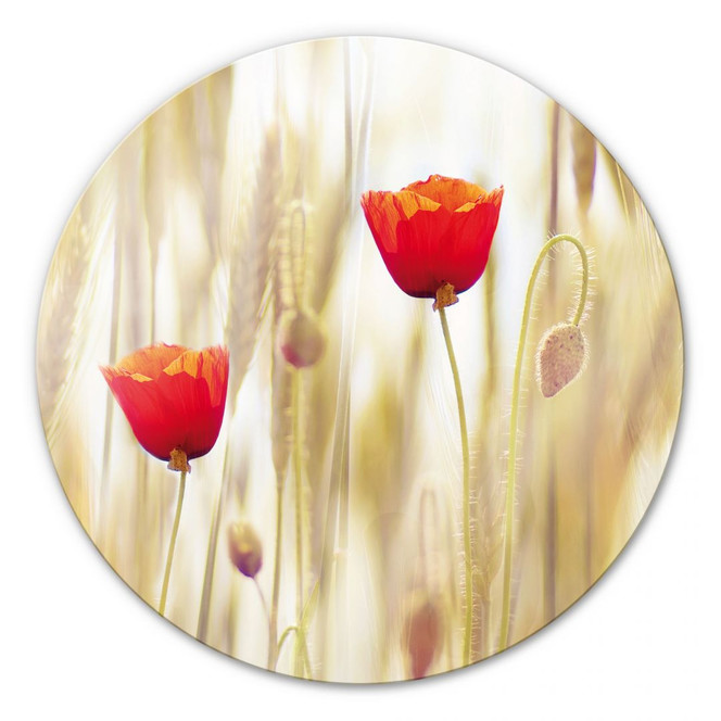Glasbild Poppies - rund