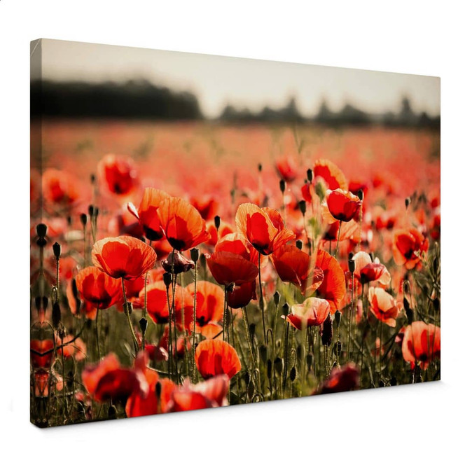 Leinwandbild Poppy Field