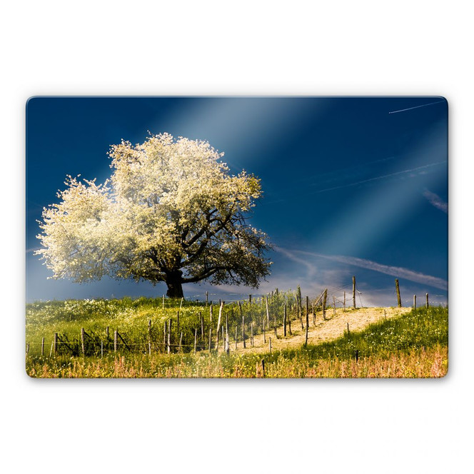 Glasbild Blütenpracht im April