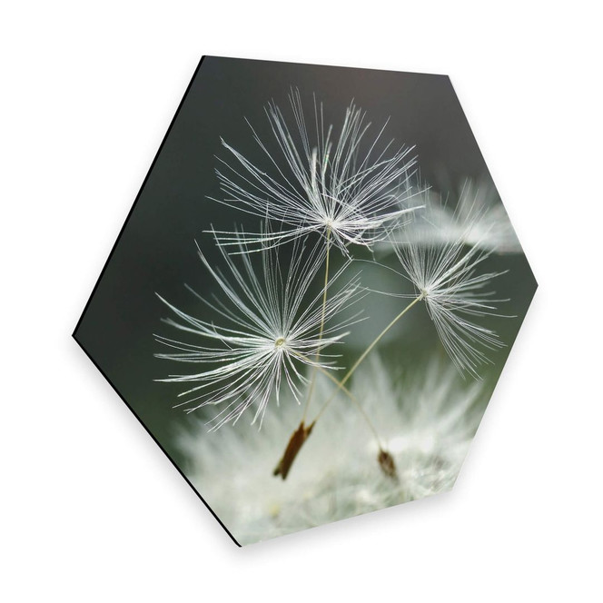 Hexagon - Alu-Dibond Delgado - Pusteblumenvielfalt