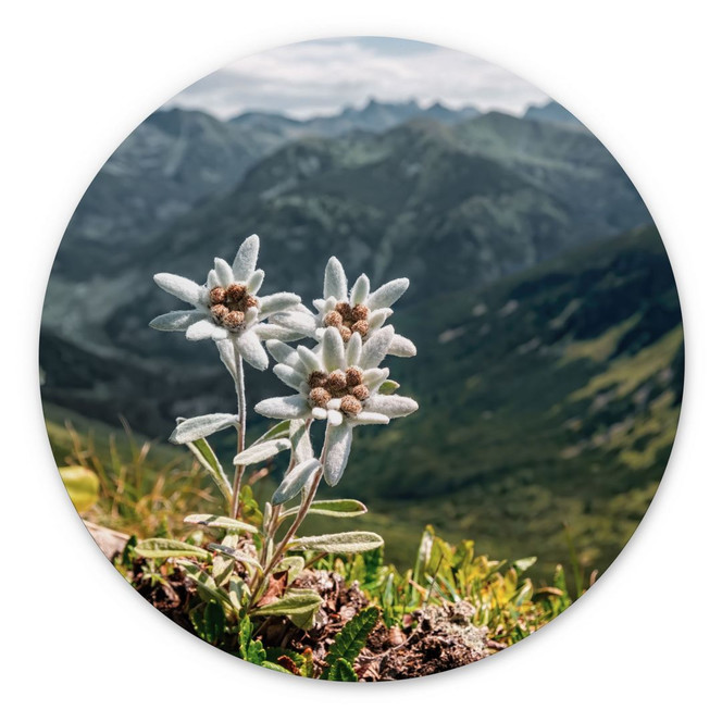 Wandbild Weisser Alpen-Edelweiss auf dem Berg - Alu-Dibond - Rund