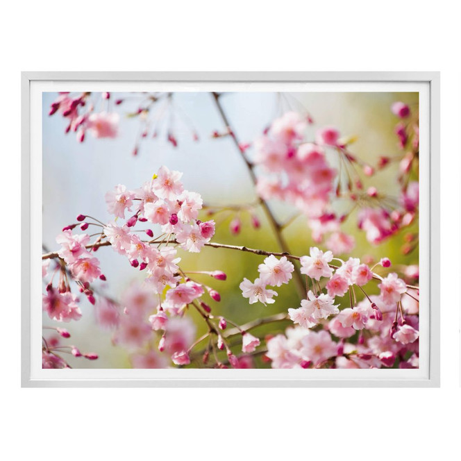 Poster Cherry Blossoms