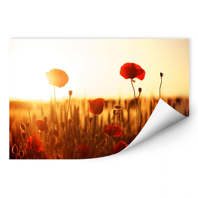 Wallprint Sonnenflut im Mohnfeld