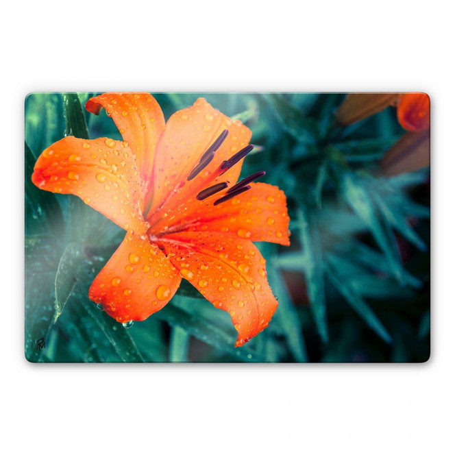 Glasbild Tropical Lily