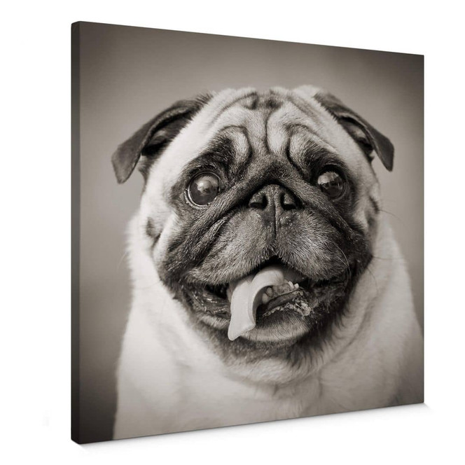 Leinwandbild Liebenswerter Mops