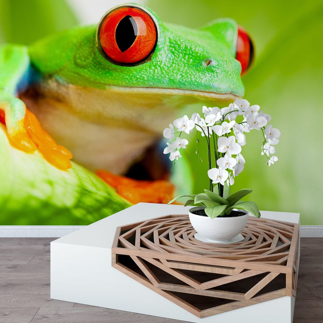 Fototapete Knallfrosch
