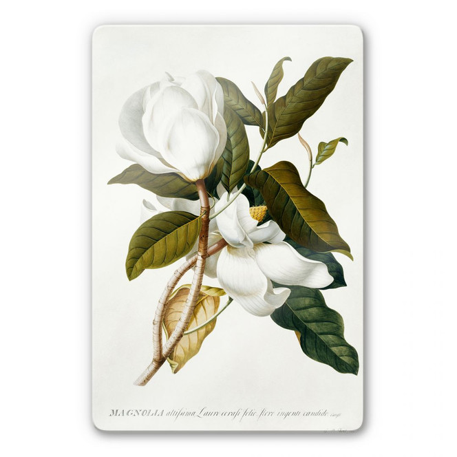 Glasbild Ehret - Magnolie