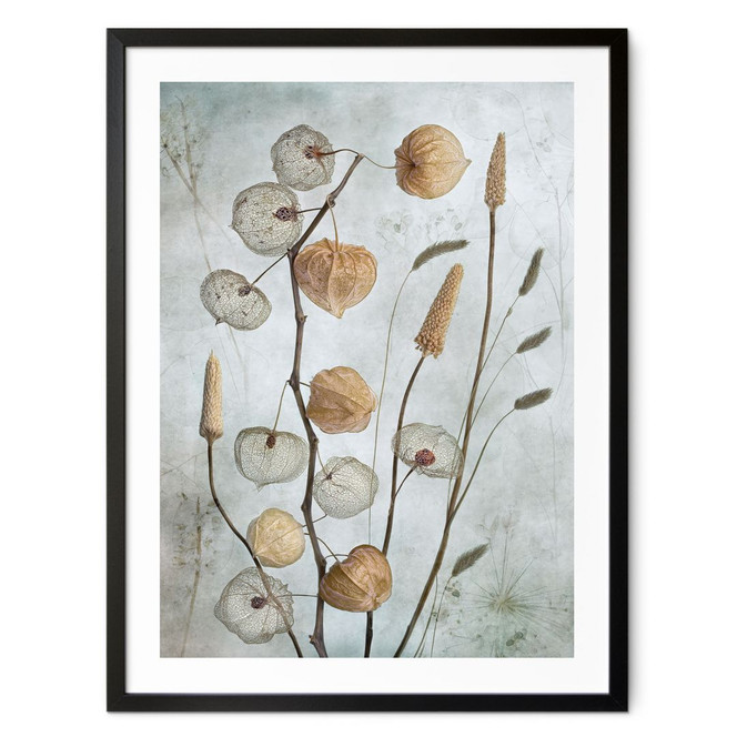 Poster Getrocknete Lampionblumen - Disher