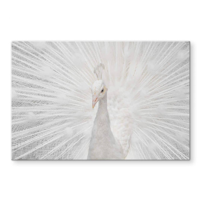 Glasbild Fegari - Weisser Pfau
