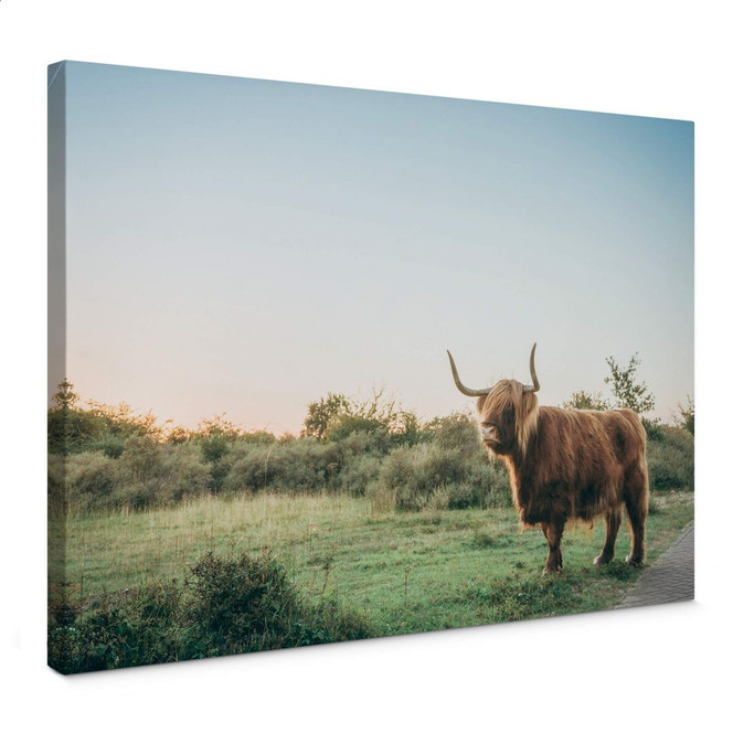 Leinwandbild Highland Cow 01