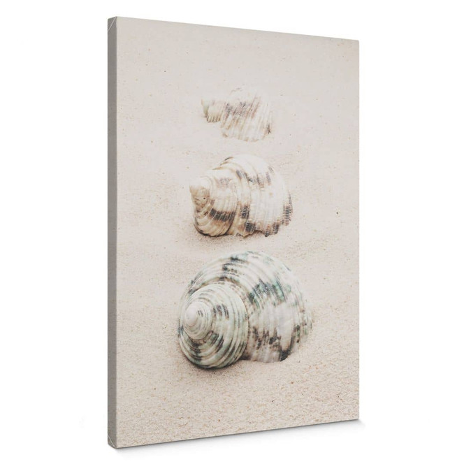 Leinwandbild 1X Studio - Meeresschnecken