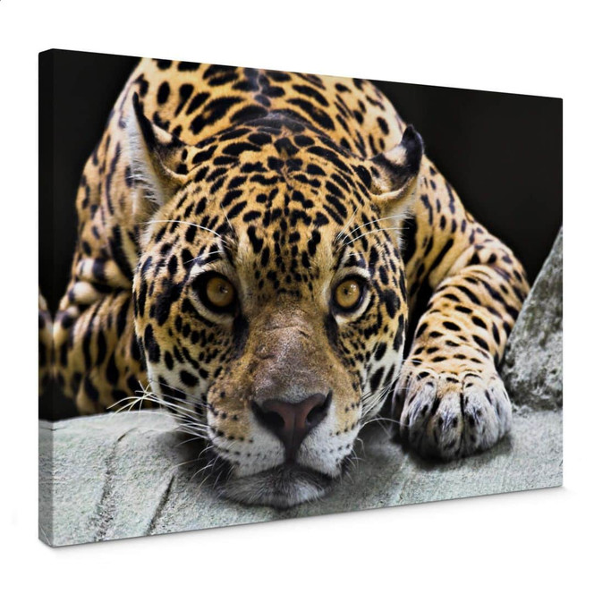 Leinwandbild Jaguar