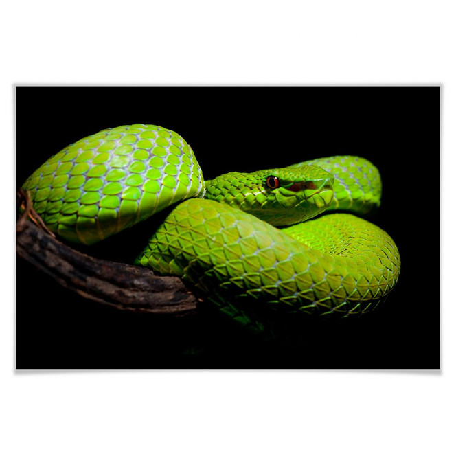 Poster Hakonsen - Die grüne Pit-Viper