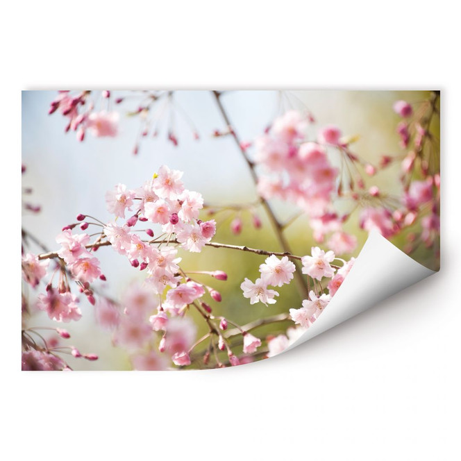 Wallprint Cherry Blossoms