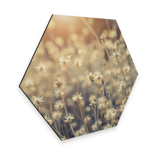 Hexagon - Alu-Dibond Mexican Daisy