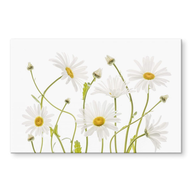 Acrylglasbild Disher - Ox eye Daisies