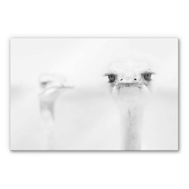 Acrylglasbild Tonti - Augenblick