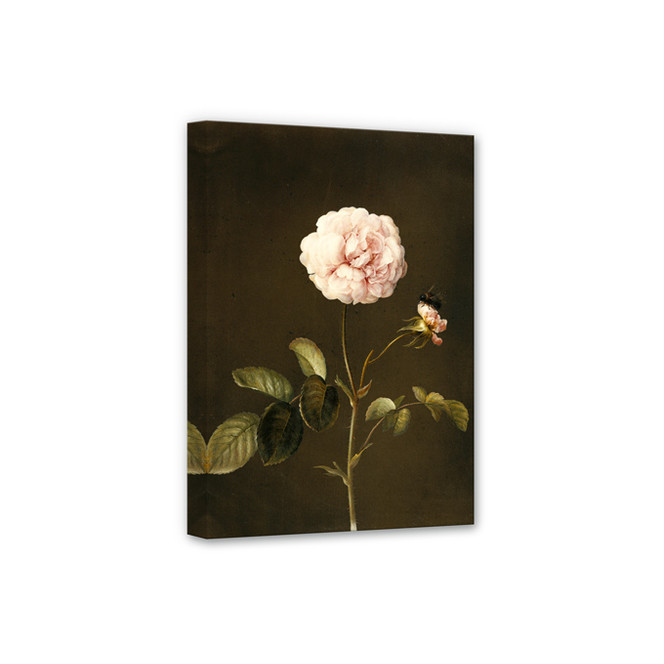 Leinwandbild Dietzsch - Essig-Rose mit Hummel