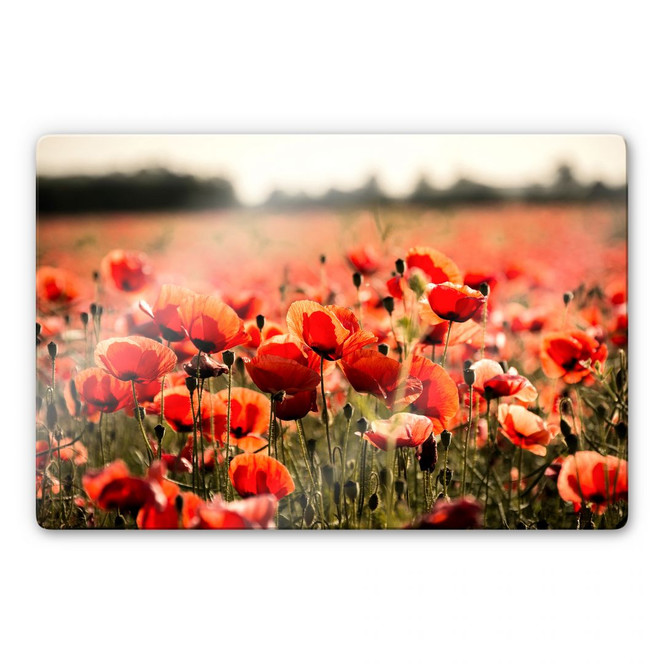 Glasbild Poppy Field