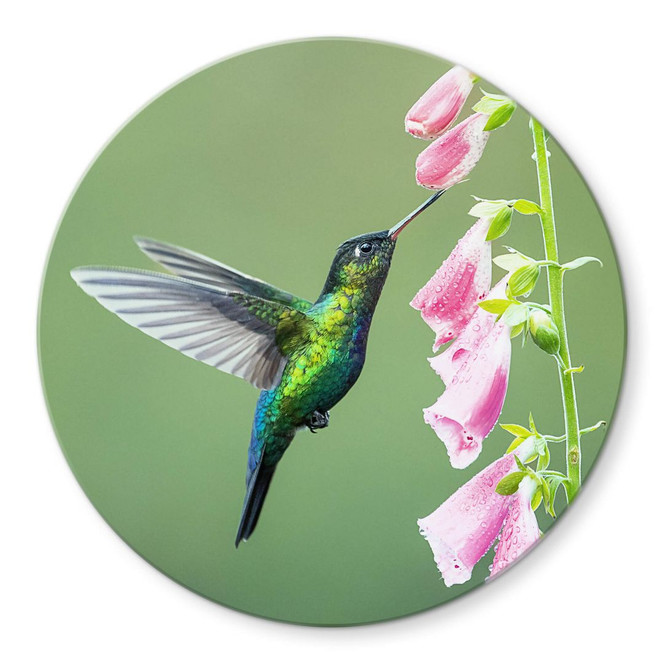 Glasbild van Duijn - Kolibri im rosa Blütenzauber - Rund